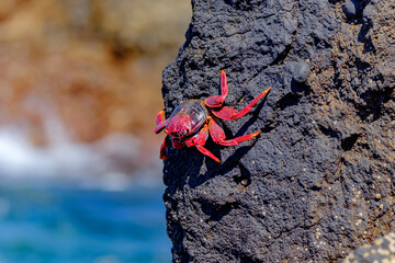 Red crab on the cliff close to the ocean on the Canary Islands.