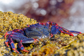 Red crab on the cliff close to the ocean on the Canary Islands.