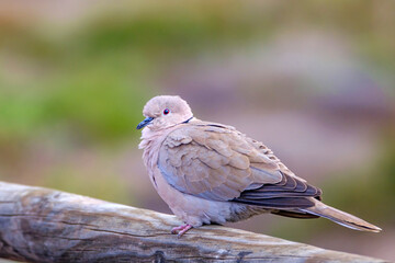 Portrait of a beautiful white dove, Eurasian collared dove or ring-necked dove (Streptopelia...