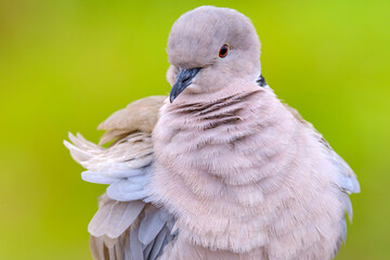 Portrait of a beautiful white dove, Eurasian collared dove or ring-necked dove (Streptopelia capicola) or half-collared dove on green blurred background.