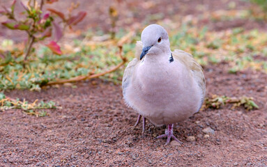 Portrait of a beautiful white dove, Eurasian collared dove or ring-necked dove (Streptopelia capicola) or half-collared dove on green blurred background.