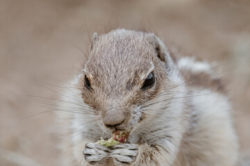 Portrait of a cute chipmunk or African squirrel on Fuerteventura - Canary Islands, Spain.