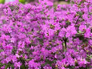 Pink flowers azalea rhododendron full bloom.