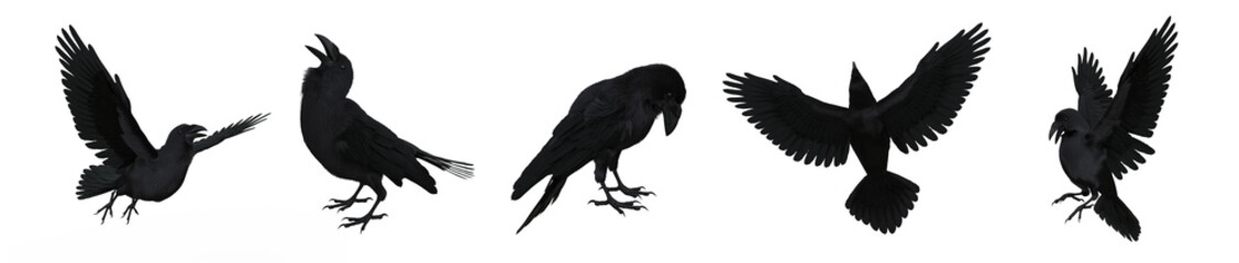 Collection of black Raven or Crow birds. Isolated 3D illustration