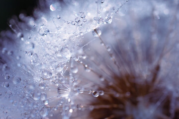 Close-up of a dandelion with drops of dew or water. Delicate abstract background. Macro dandelion. selective focus
