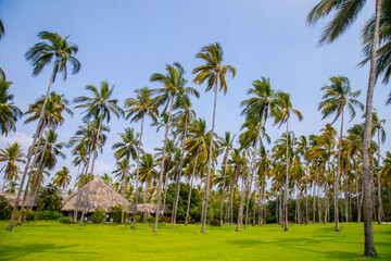 palmeras de coco en México