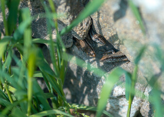 three lizards peek out from under the stone