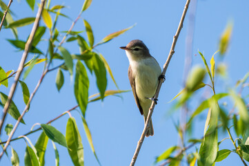 Warbling Vireo Perched in Tree