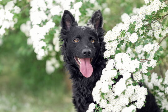 Close up portrait of hungarian black mudi dog at summer