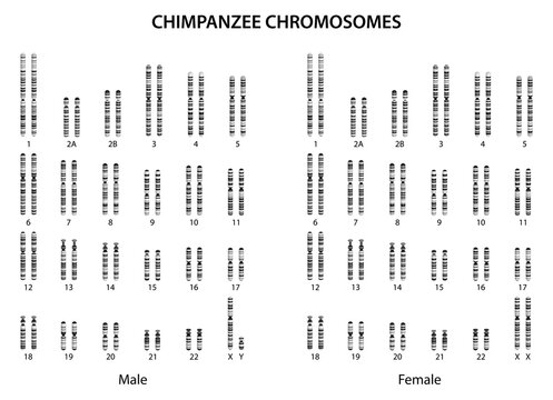 Chimpanzee chromosomes (chimpanzee karyotype).