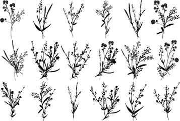 Big set silhouettes botanic blossom floral elements. Branches, leaves, herbs, wild plants, flowers. Garden, meadow, feild collection leaf, foliage. Vector illustration isolated on white background