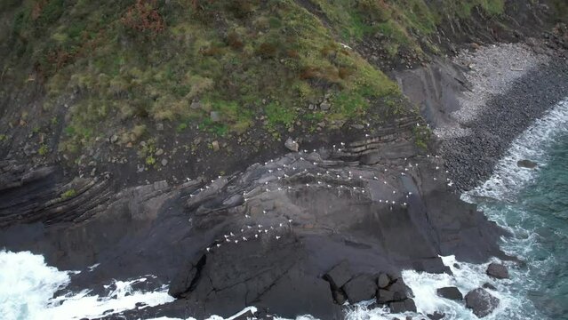 The birds of the ocean are laid on a rocky edge of low cliff and take their flight over the water in group