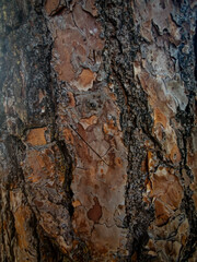 pine tree texture, pine trunk