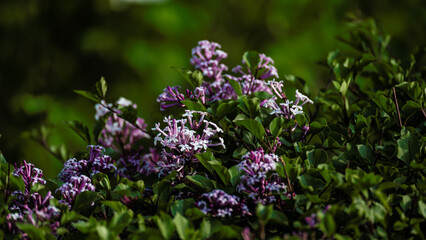 blooming lilac

