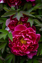 blooming peonies