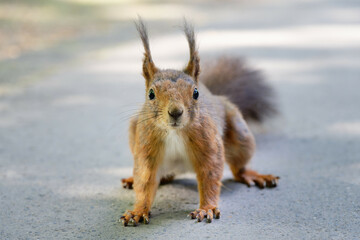 young squirrel looks shyly and amazed into the camera
