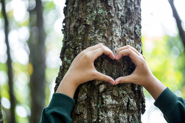Hands hugging trees on world environment day. Woman in the woods hugging a tree with her arms....