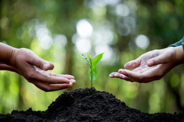 Idea of planting trees on world environment day. Hands of were planting seedling on soil. Bokeh green background female hand holding tree on nature field grass forest conservation concept. - obrazy, fototapety, plakaty