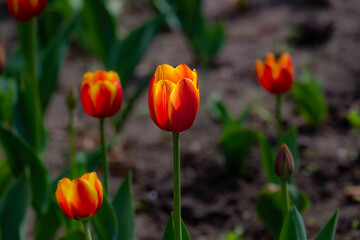 blooming tulip flowers