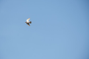 A bird flying above the blue sky of the city of Marrakech in Morocco