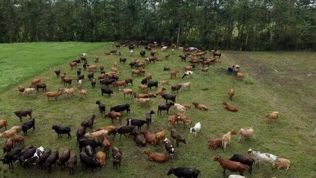 Vista a&eacute;rea de vacas de raza Holstein, Jersey y Guernsey pastando en un campo natural abierto.