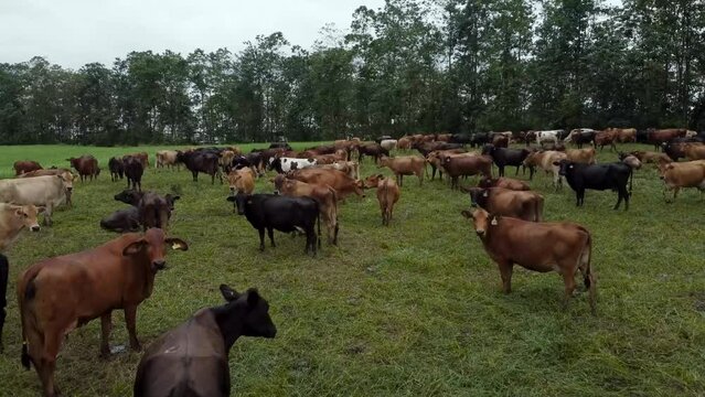 Manada de vacas  de raza Holstein, Jersey y Guernsey pastando en un campo natural abierto.