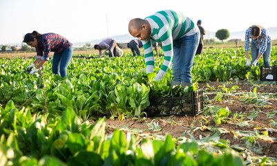 Male and female workers gathering crop of organic chard on farm