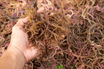 Seaweed drying. The harvested algae are dried in the sun or drained before being sold.
