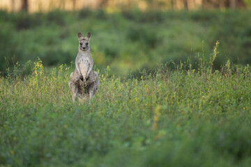 Shy Adolescent - Alone and drenched with dew, a young male Eastern Kangaroo sits idle while waiting for the warm sun. Timid and cold, he isolates himself from the mob of kangaroos. 
