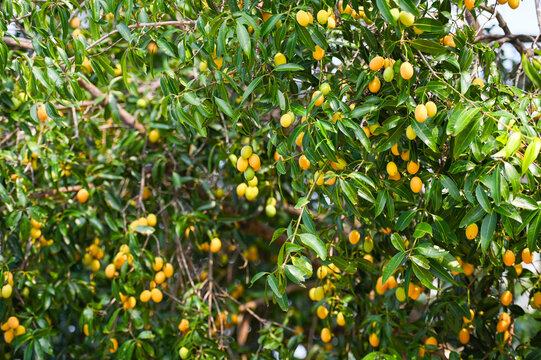 Marian plum fruit in marian plum tree in the garden tropical fruit orchard, Name in Thailand Sweet Yellow Marian Plum Maprang Plango or Mayong chid