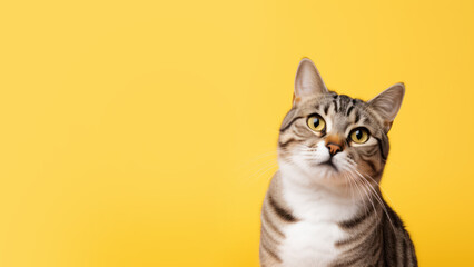 Advertising portrait, banner of a gray classic beautiful cat with stripes and yellolw eyes, with a...