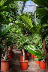 Cultivation of differenent tropical and exotic indoor palms and evergreen plants in glasshouse in Westland, North Holland, Netherlands. Flora industry