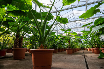 Cultivation of differenent tropical and exotic indoor palms and evergreen plants in glasshouse in Westland, North Holland, Netherlands. Flora industry