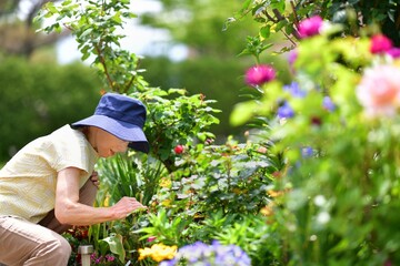 ガーデニング・花の庭の手入れをしている女性