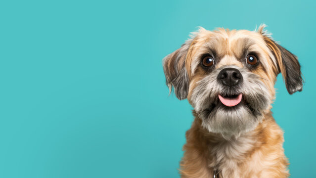 Advertising portrait, banner, smiling ginger longhair dog with a rounded muzzle and a funny look and tongue sticking out, isolated on a blue background. Generated Ai