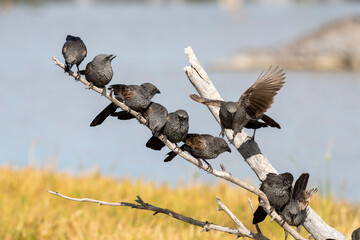 Apostle birds on the banks of Lara wetlands in Western Queensland, Australia.