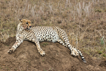 Cheetah resting in Serengeti National Park, Tanzania