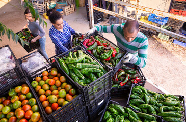 Farmers load crates of ripe bell peppers into a car