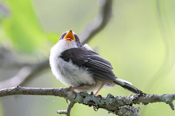 シマエナガのひな