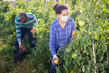 Portrait of young hispanic workwoman wearing protective mask harvesting tomatoes on vegetable plantation. Concept of work in context of coronavirus pandemic