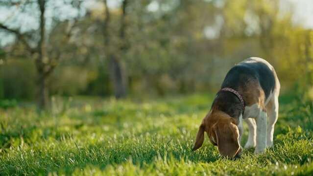 Lovely beagle looking for something, follows up by smell in green fresh grass.