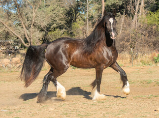 Gypsy Vanner Horse mare running trots across sandy pasture