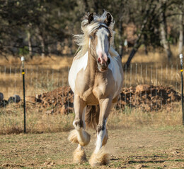 Obraz na płótnie Canvas Gypsy Vanner Horse filly running toward us in grass field