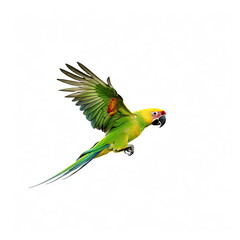 parrot bird, white background