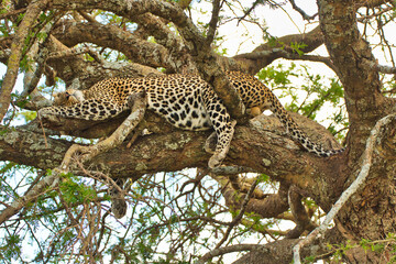 Leopard sleeping in a tree at Serengeti National Park, Tanzania