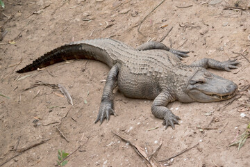 Alligators have a long, rounded snout that has upward facing nostrils at the end. Alligators have a long, rounded snout that has upward facing nostrils at the end.