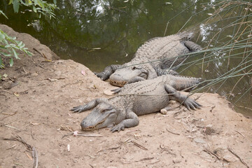 Alligators have a long, rounded snout that has upward facing nostrils at the end. Alligators have a...