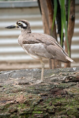 this is a side view of a beach stone curlew