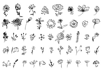 Sketch drawing flower collection. Big set artistic ink brush drawn small flowers. Rose, chamomile, narcissus, lily and other different wild, exotic plants. Field, meadow, tropical vector illustration