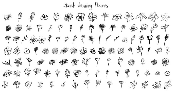 Sketch drawing flower collection. Big set artistic ink brush drawn small flowers. Rose, chamomile, narcissus, lily and other different wild, exotic plants. Field, meadow, tropical vector illustration